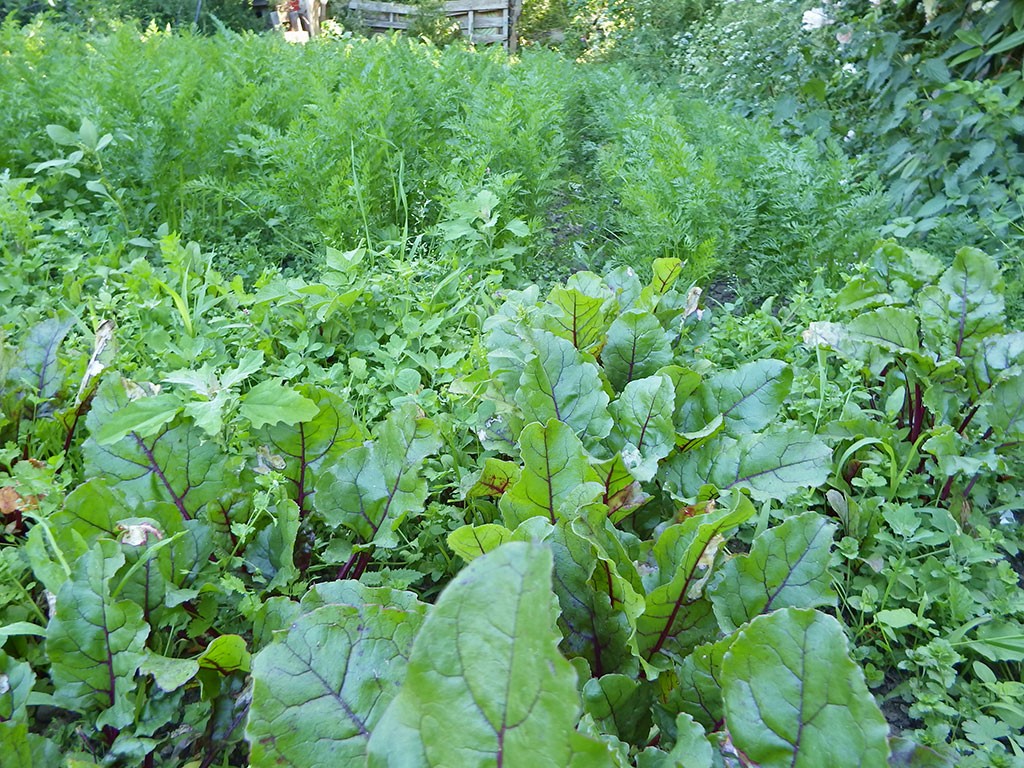 Our vegetables garden